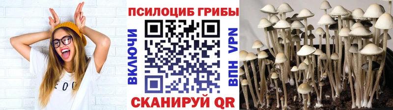 Купить где  Пугачёв  Галлюциногенные грибы Cubensis 